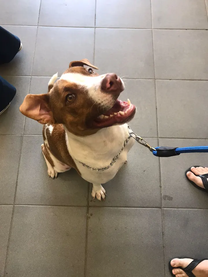 Cão sem raça definida feliz após o banho