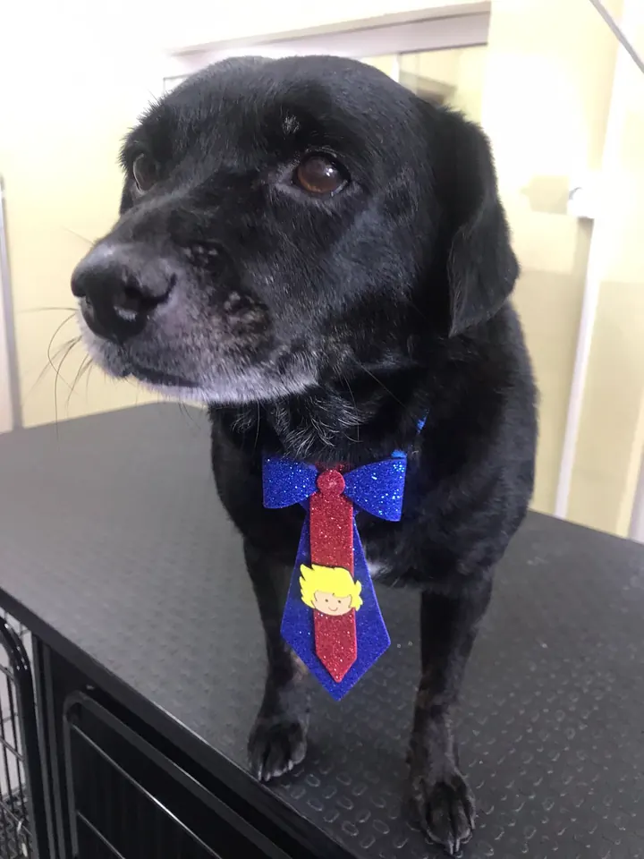 Cão preto de gravata após o banho na Riedog