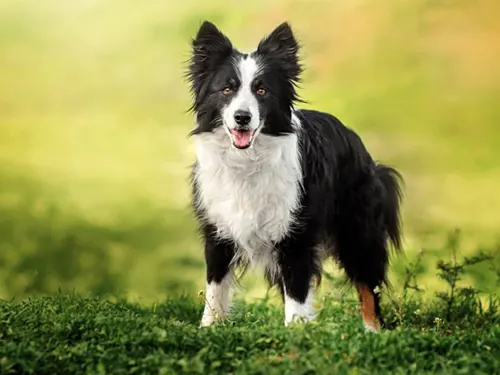 Cão border collie correndo na grama