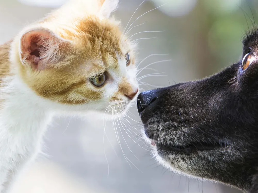 Filhote de gato e cão preto frente a frente