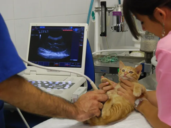Ecocardiograma sendo realizado em gato na Riedog