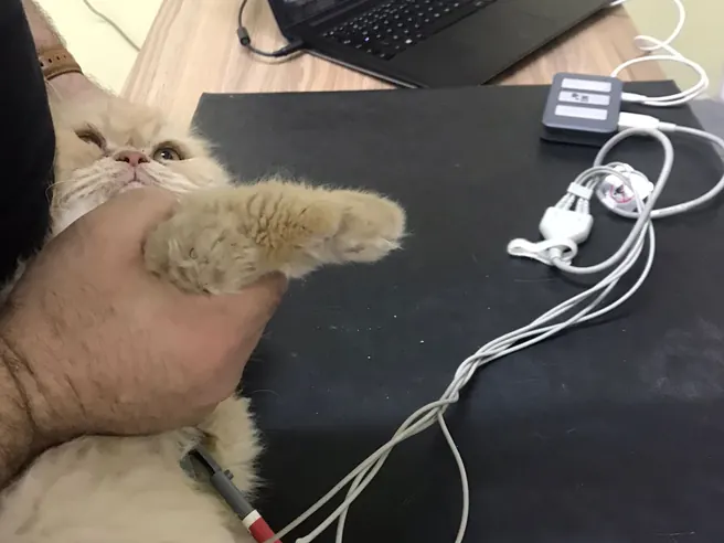 Gato monitorado com eletrocardiograma