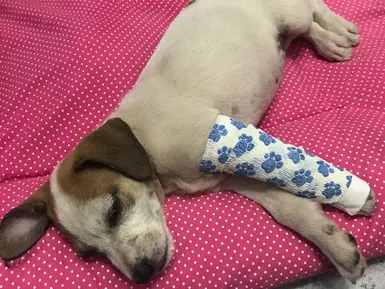 Cão em recuperação com a pata enfaixada