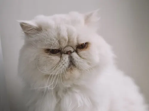 Gato persa branco olhando para a câmera