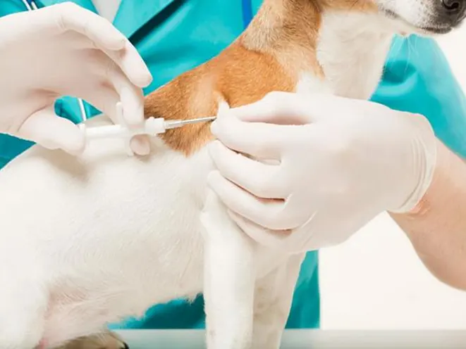 Aplicação de microchip em cão durante atendimento veterinário