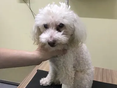 Cão de pelagem branca sendo acompanhado pela veterinária