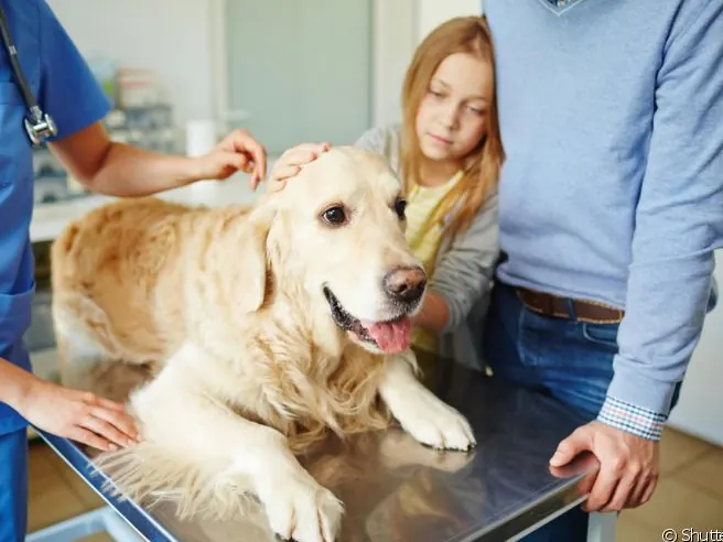 Golden retriever recebendo cuidado oncológico acompanhado da família