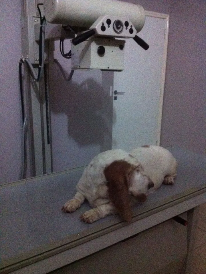 Cão posicionado para exame de raio-x