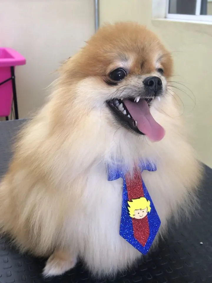 Spitz alemão de gravata após banho e tosa