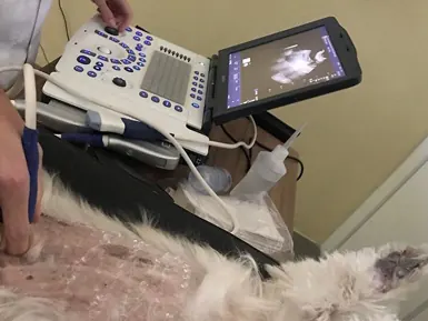Exame de ultrassom abdominal em cão